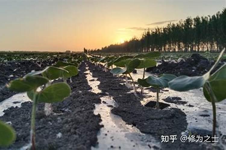 搞好苗期“四管理