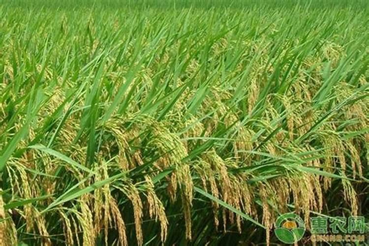 水稻药剂浸种：掌握关键步骤确保丰收