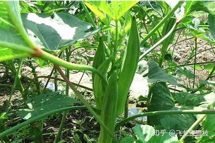 阳台上的绿宝石：秋葵的种植秘籍