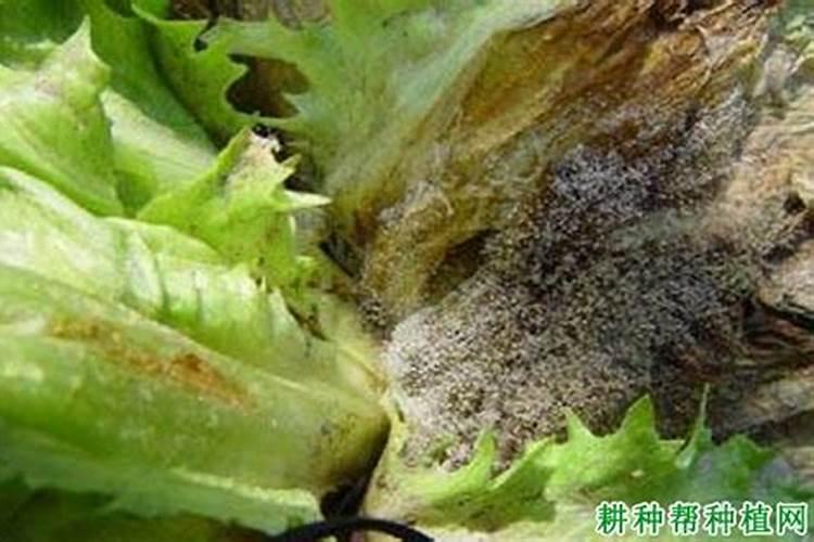生菜霜霉病、灰霉病以及黑腐病防治技术