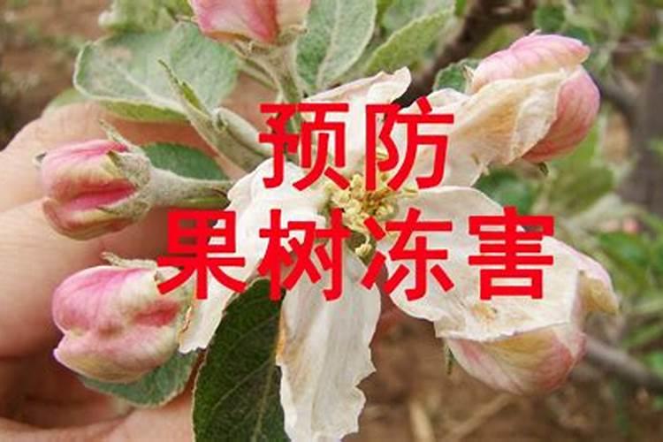 如何预防果树花芽冻害？