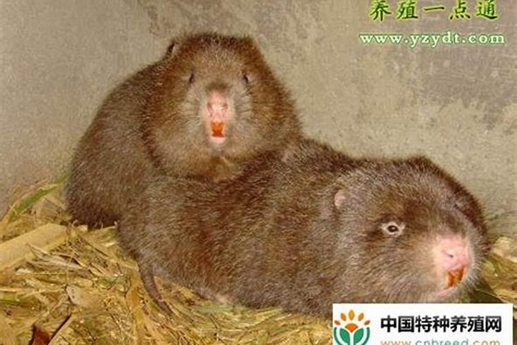 竹鼠的防病