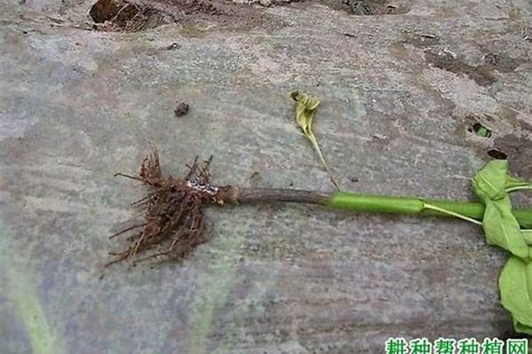 辣椒立枯病传播途径和发病条件是什么？
