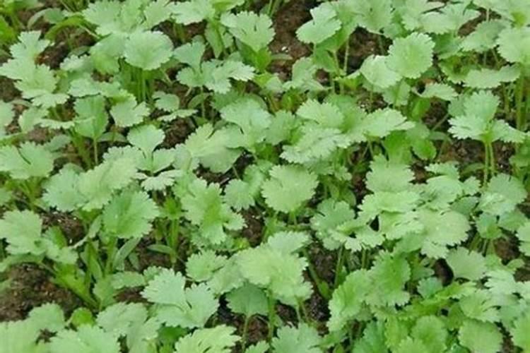 香菜染上病害怎么办？香菜常见病害的症状与防治
