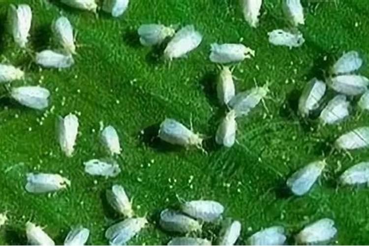 战胜温室之敌：全面攻略温室白粉虱的杀灭与防治