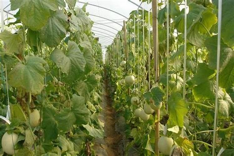 哈密瓜种植秘籍：精准施肥技巧与肥料选择