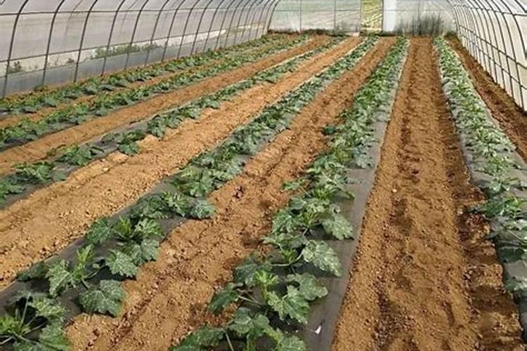 春大棚西葫芦栽培的温度管理：掌握关键，收获丰硕