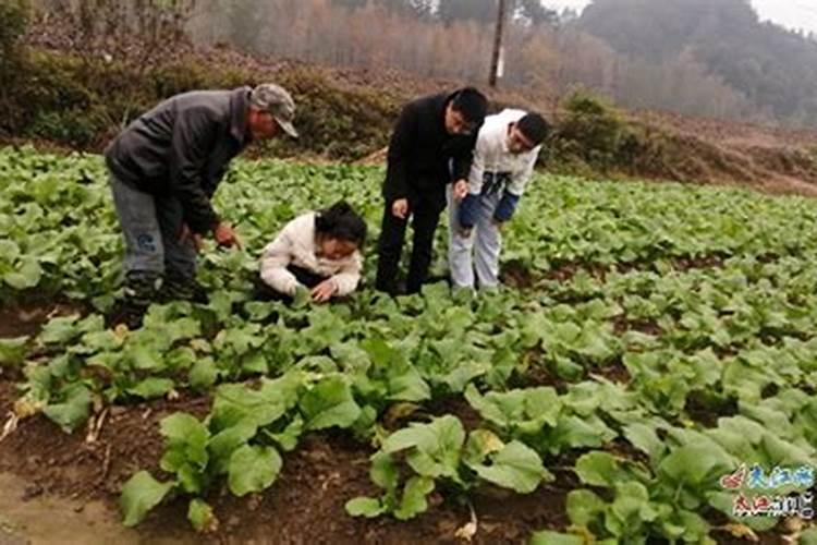 蔬菜冬季防治病害三注意