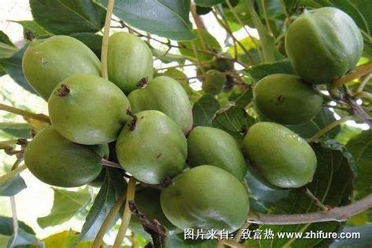 猕猴桃早衰是什么原因，该怎么办？