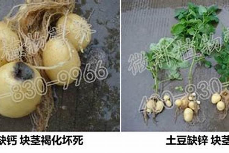 提升产量的关键：喷施药材块茎膨大剂的注意事项