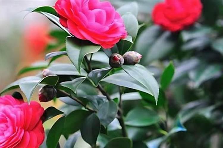 山茶花的施肥方法？山茶花施什么肥？