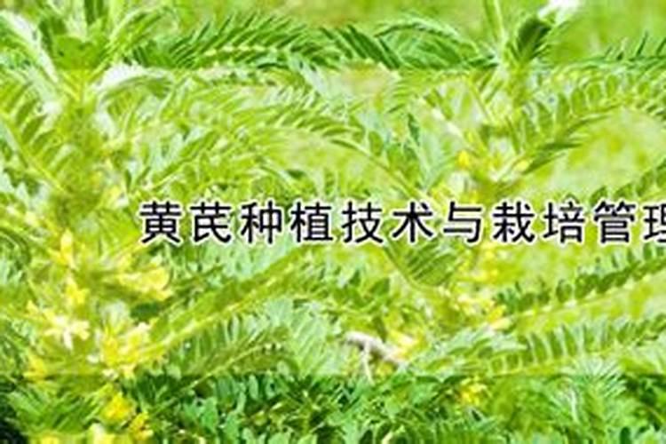 黄芪的绿色种植与管理技术