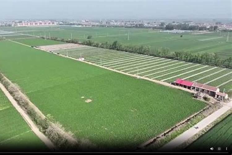 新技术助力无公害马铃薯增产
