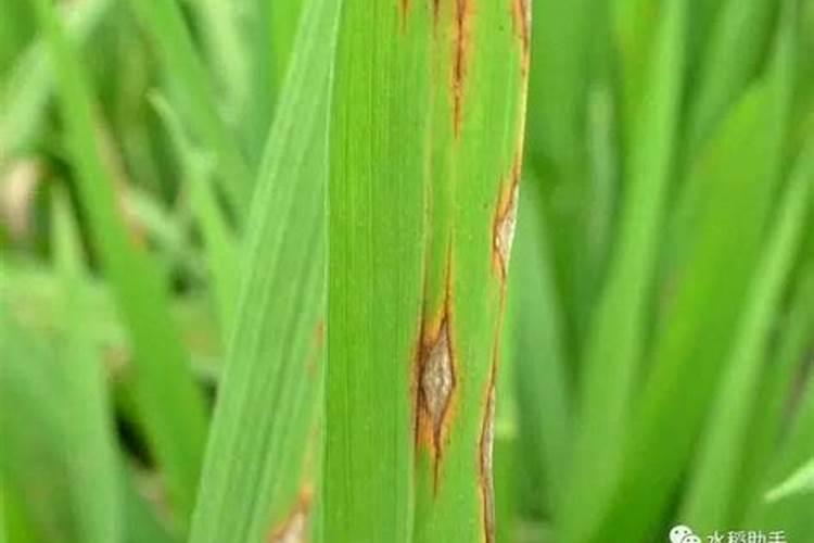 稻瘟病什么时候预防？怎么预防？