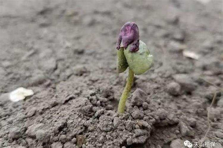 防治棉花苗期病害