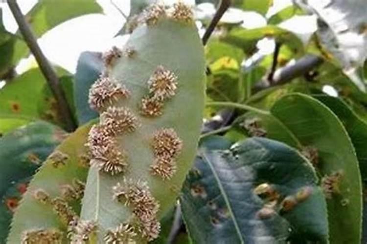 守护甘甜：小型西瓜病虫害防治与合理用药指南