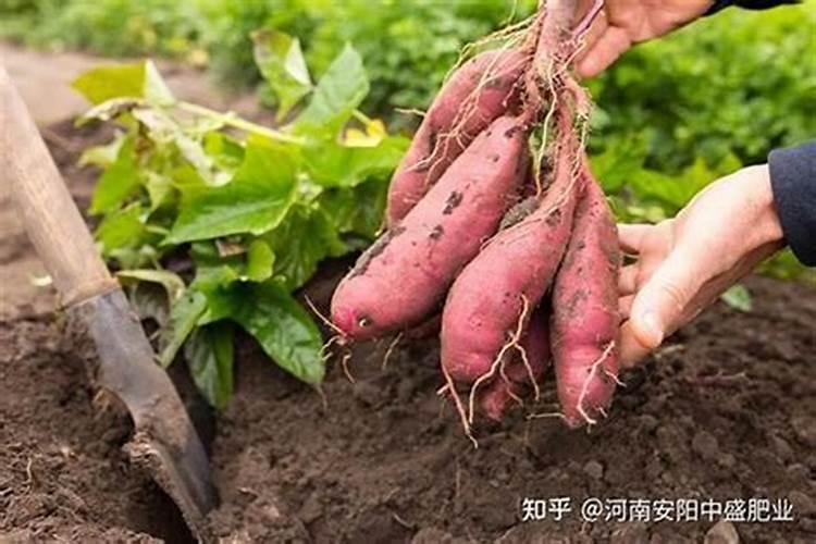 甘甜之选：地瓜种植的土壤奥秘