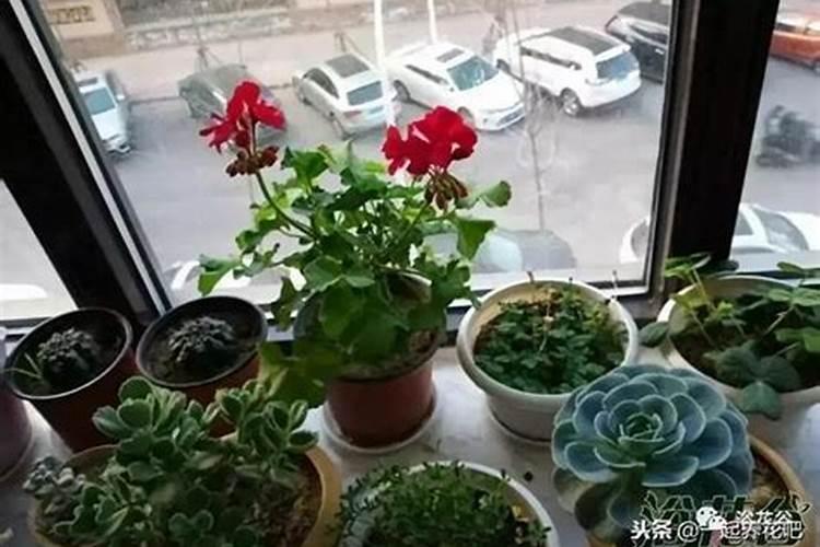 什么开花植物用氮肥最好？