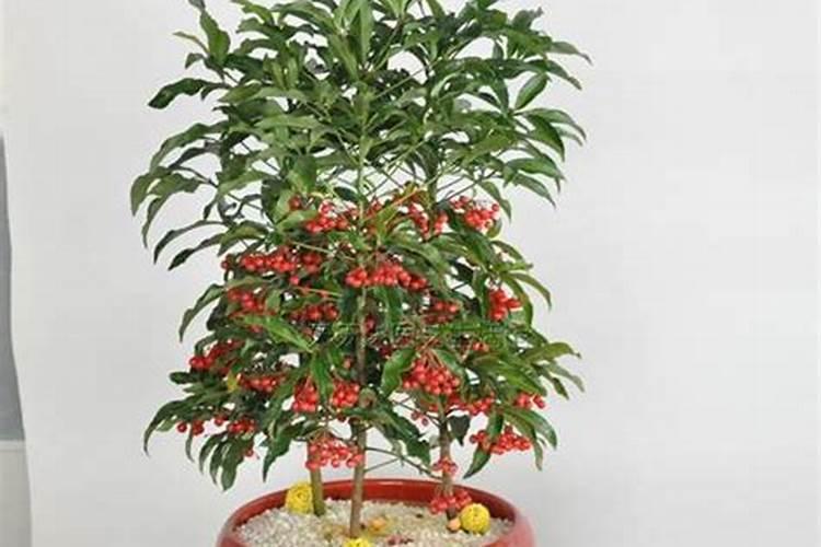 掌握关键：富贵子花的养殖秘籍与细节关注