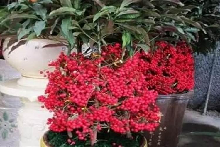 富贵子的养殖方法和注意事项