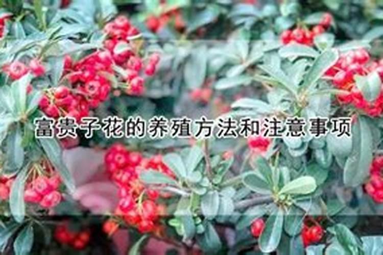 富贵子花的养殖方法和注意事项