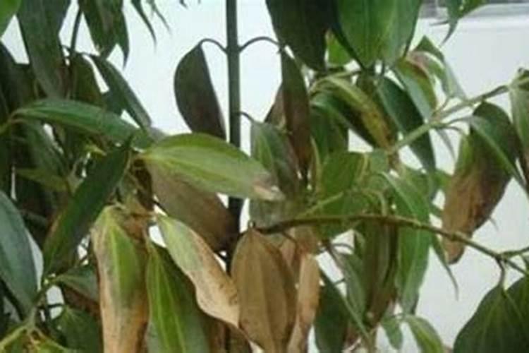 绿意凋零：植物大量掉叶的背后