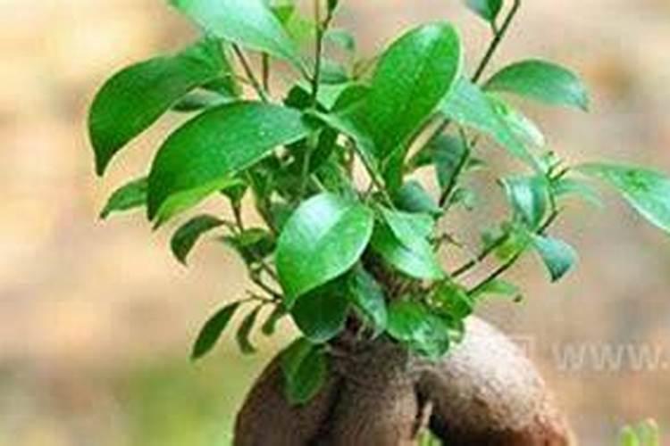 植物掉叶子是什么原因怎么补救