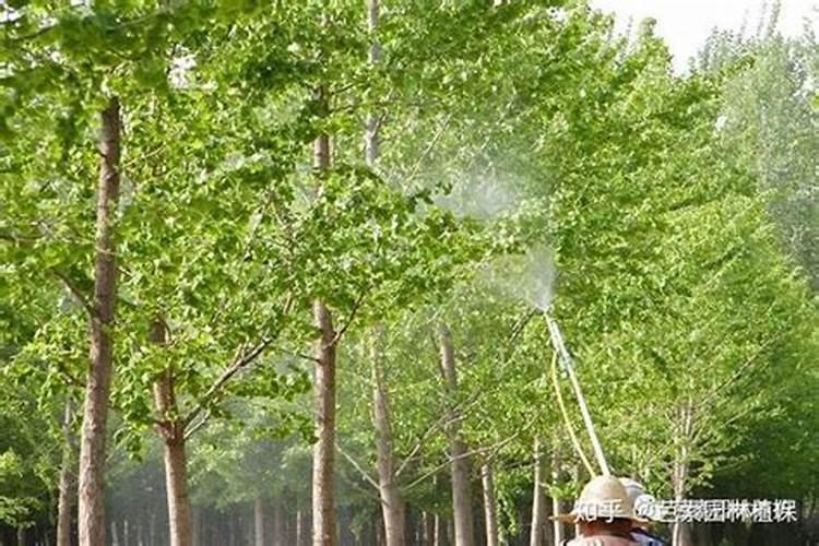 高温季节安全喷药,需要注意的事项是什么？