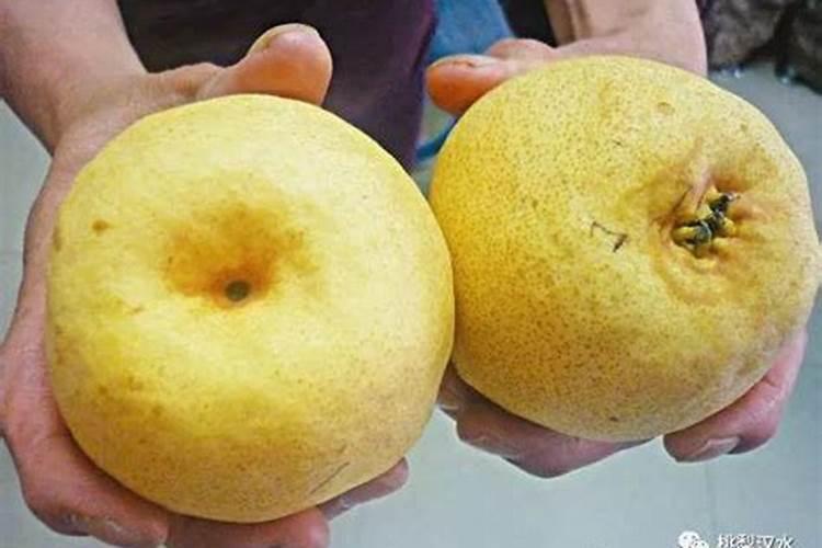 香梨粗皮果什么原因造成的？