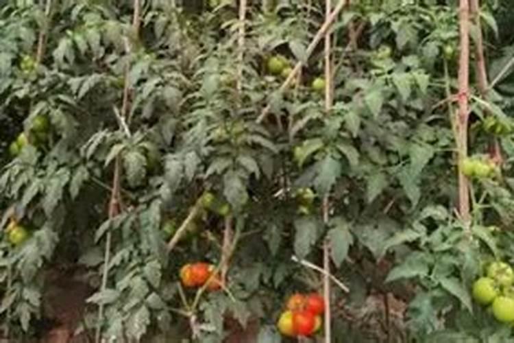 西红柿追肥技巧：科学施肥助力丰产