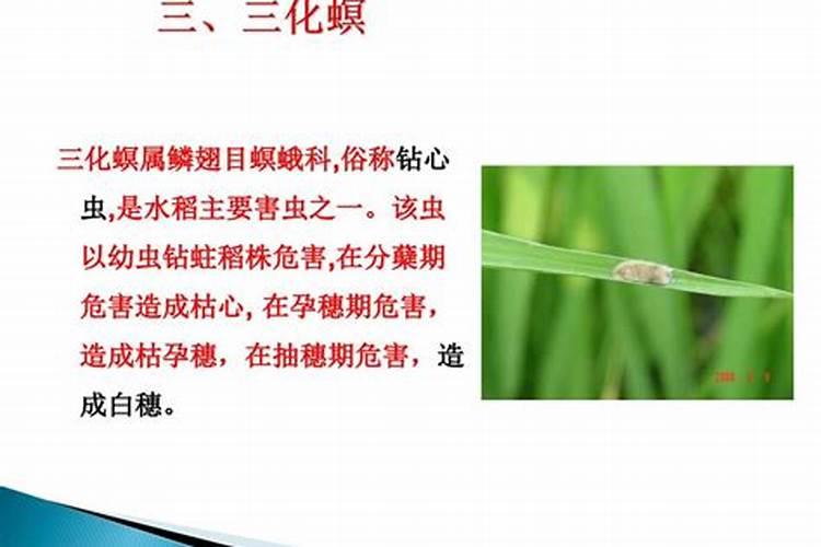 战胜稻田隐形杀手：水稻钻心大龄虫的综合防治策略
