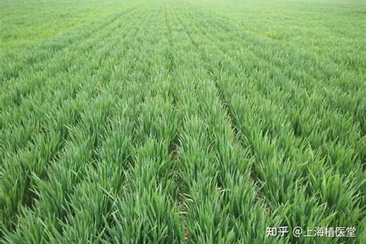 药剂拌种防治多种小麦病虫害？
