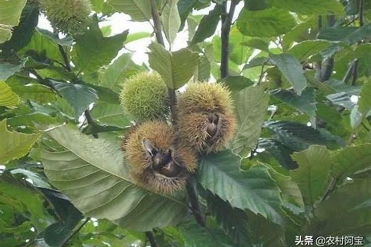 夏秋板栗补微肥不空苞的方法？