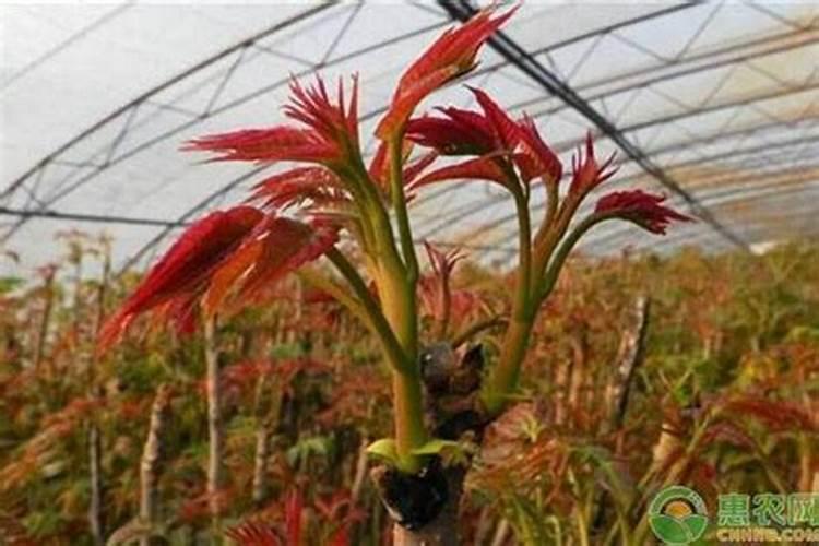 揭秘高效栽培：大棚香椿的黄金种植术