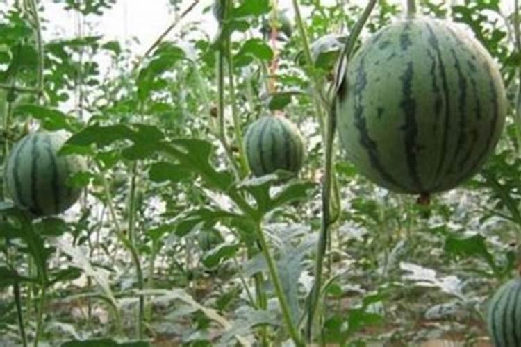 花生茬口适合种植西甜瓜吗？