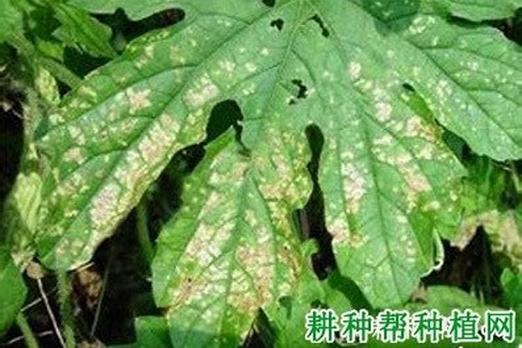 苦瓜茎部开裂，叶片发黄，茎部枯死，是什么病？