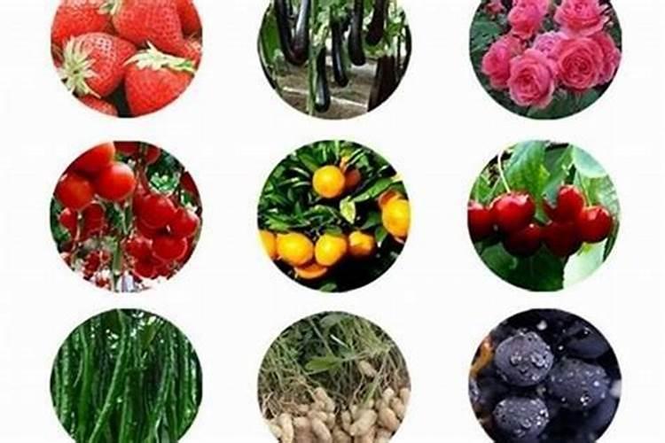 辛菌胺有什么特点？辛菌胺不能与什么农药混用？