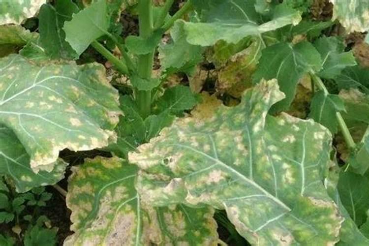及时发布油菜菌核病的发生与防治植保情报：确保农业生态安全