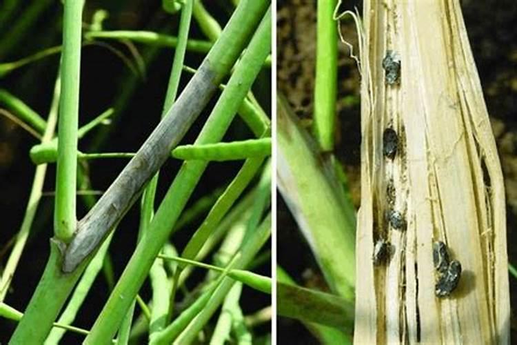 油菜菌核病防治适期是什么时候？