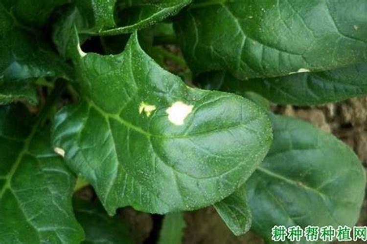 防治菠菜白斑病有啥新方法？