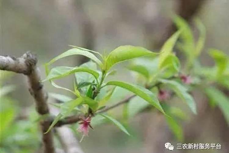 春暖花开，桃树萌芽后的精心呵护