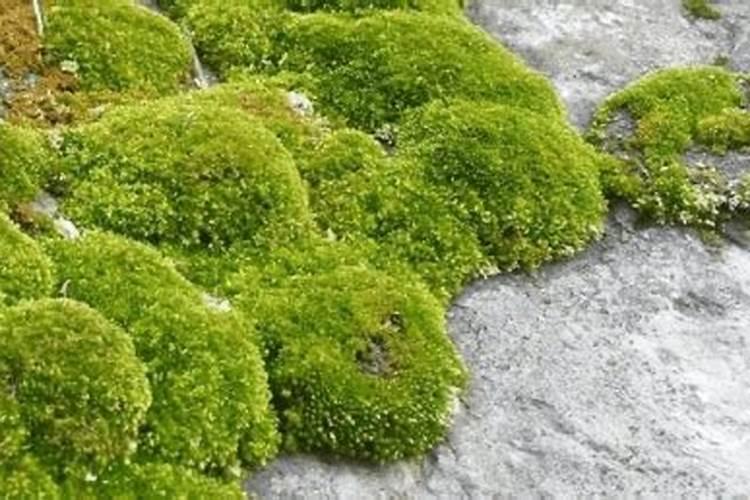 地里长青苔是怎么回事？？？能看出土壤有什么问题吗？？