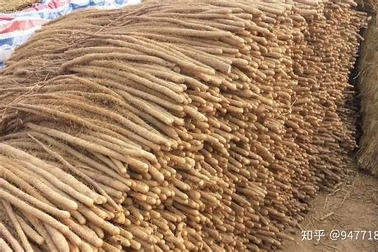 揭秘理想土壤：种植山药的最佳选择