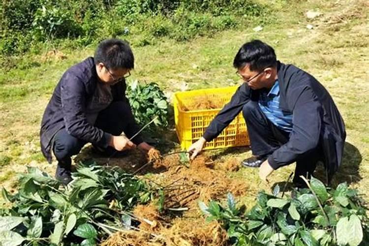 揭秘中药材三七的高效栽培技术