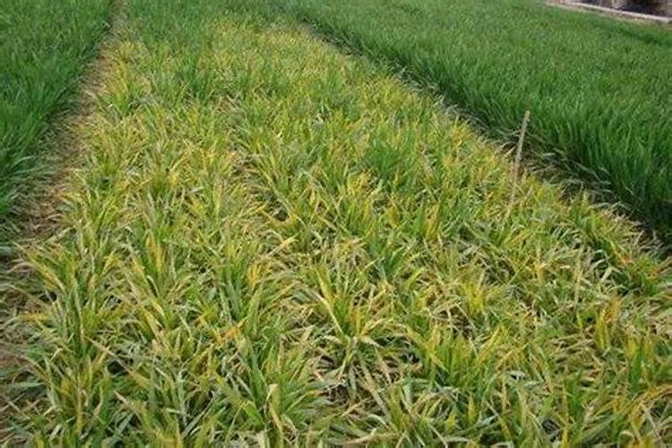 芹菜苗期出现黄化苗原因是什么？
