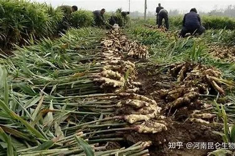 大姜根腐病、茎基腐病发生严重，难防难治怎么办？