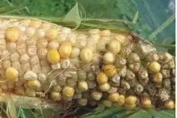 玉米缺粒的原因是什么？