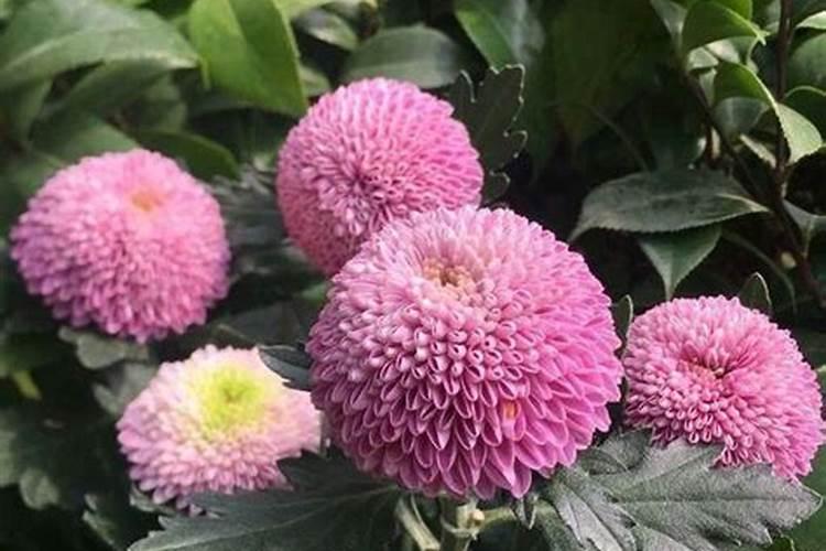 菊花养护秘籍：药剂使用的艺术与科学