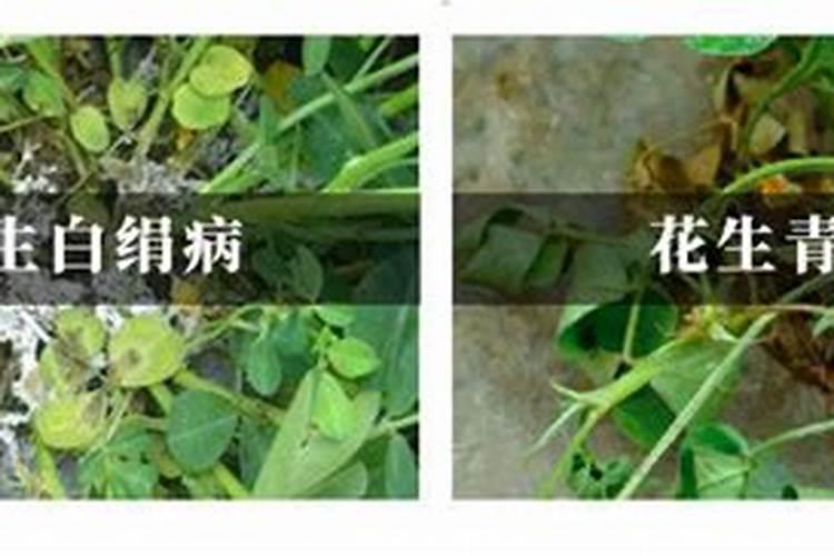 揭秘芍药白绢病：防治策略与实践