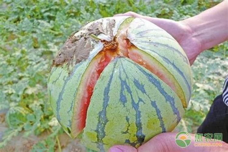 西瓜裂果的原因与预防